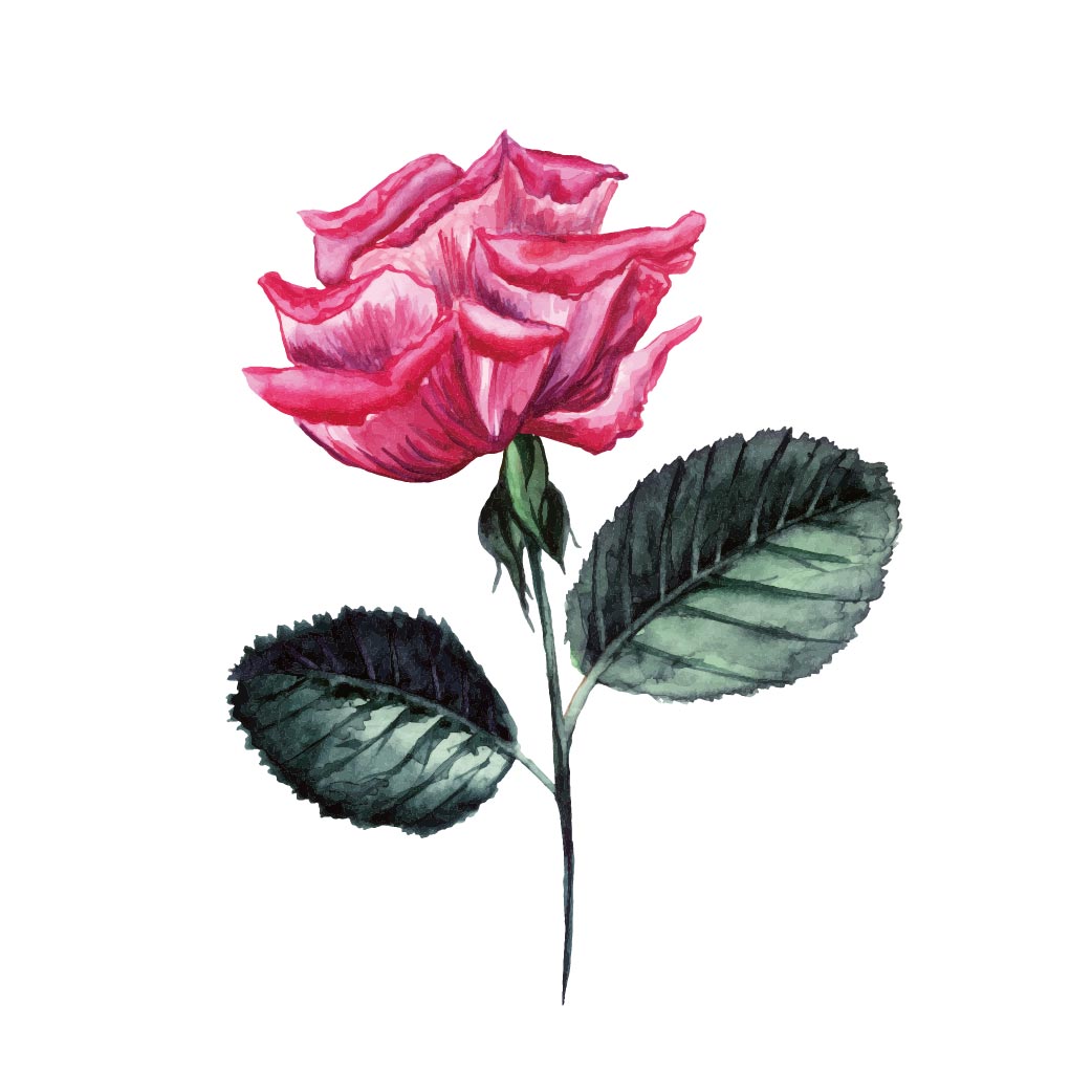 Artemisia Body Cream